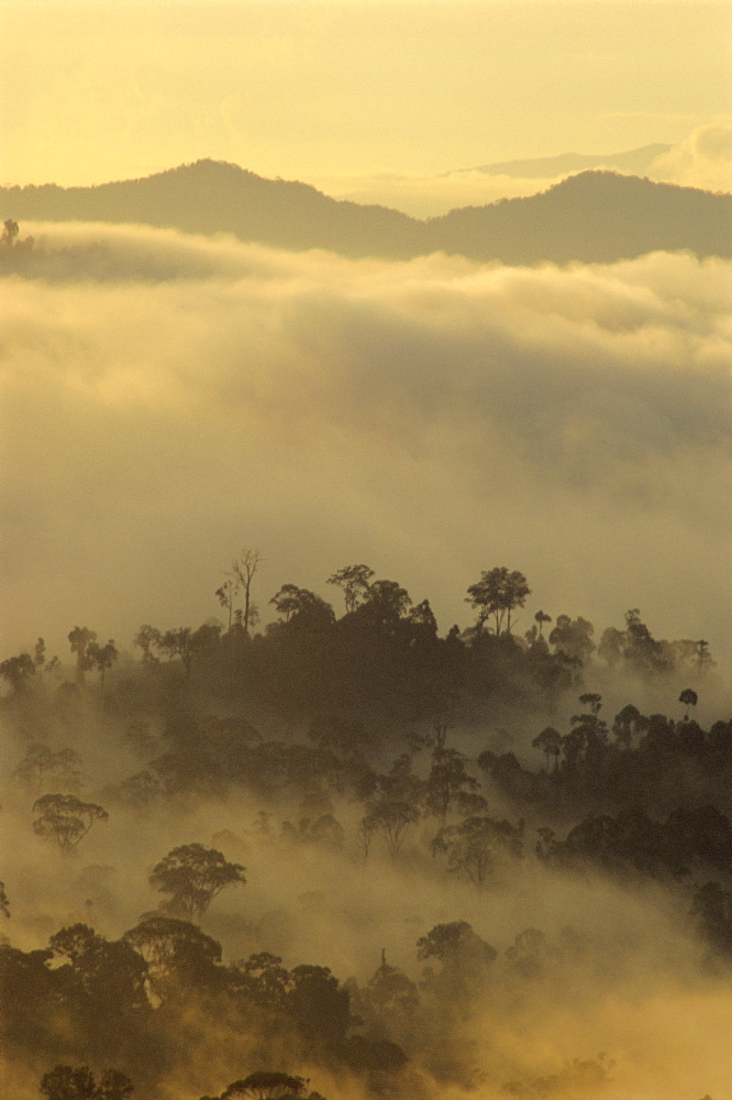 Dawn light silhouettes the trees of the rainforest, Danum Valley, Sabah, island of Borneo, Malaysia