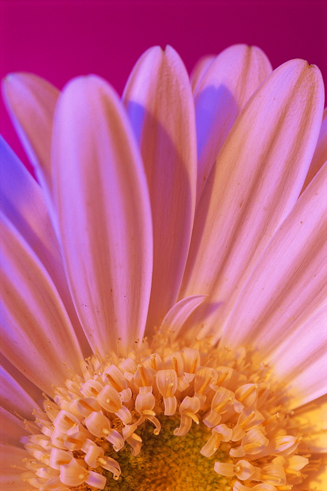 Portrait of UV white gerbera centre and petals