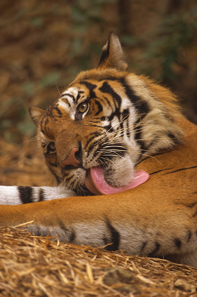 Indo Chinese tiger (Panthera tigris corbetti) washing, Tiger sanctuary for confiscated animals, Khao Pardap Chan, Thailand, Southeast Asia, Asia