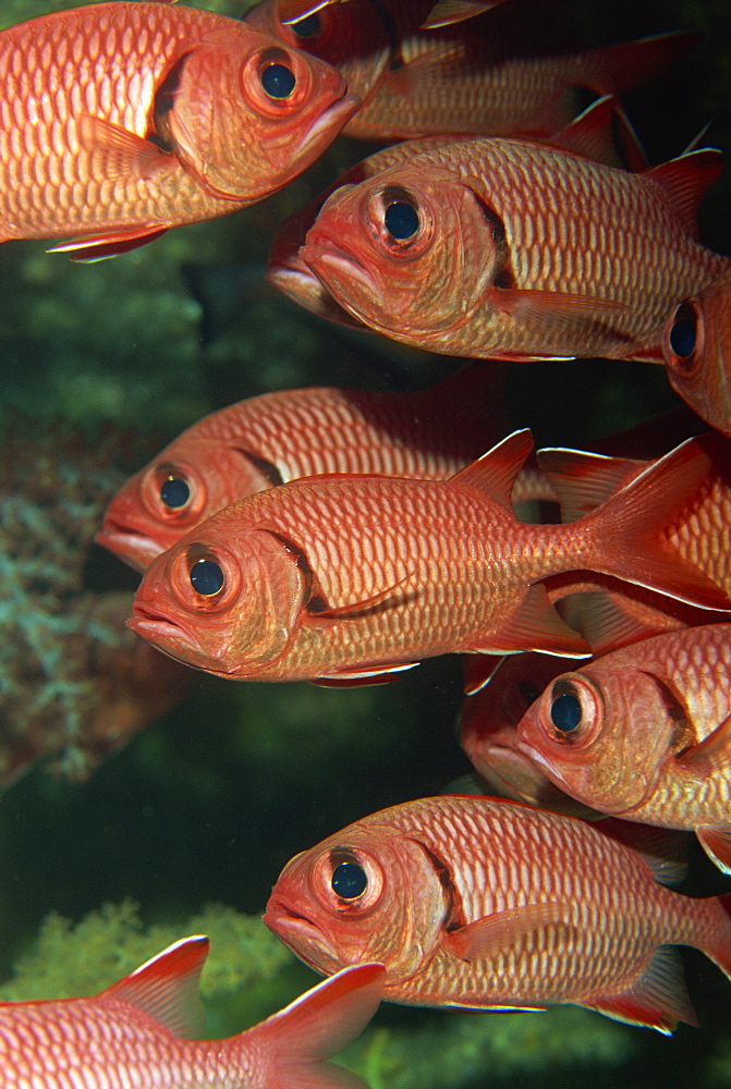 Schooling squirrel fish (Sargocentron species) are nocturnal, Similan Islands, Thailand, Southeast Asia, Asia