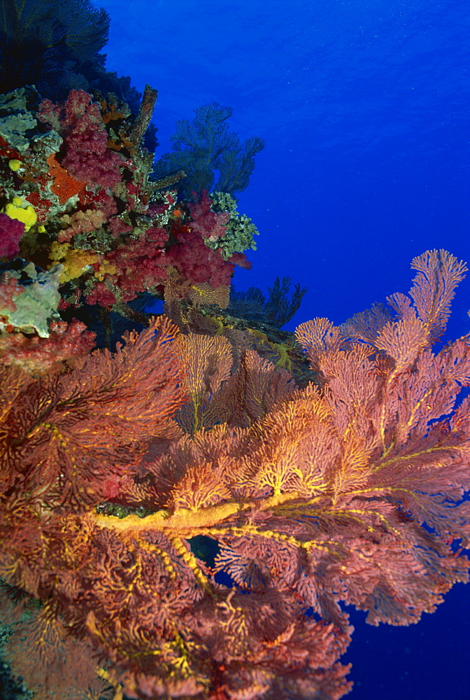 Seafan and soft coral