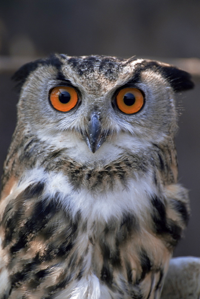 European eagle owl (Bubo Bubo), New Forest Owl Sanctuary, England, United Kingdom, Europe