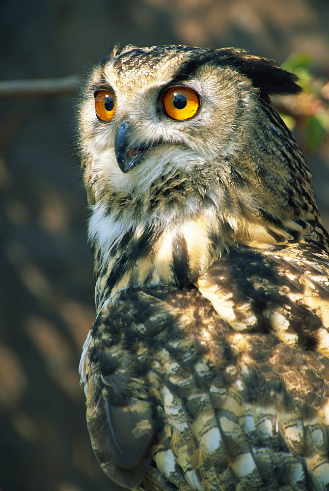 European eagle owl, New Forest Owl Sanctuary, Ringwood, Hampshire, England, United Kingdom, Europe