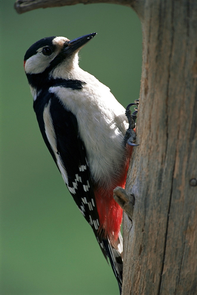 Greater spotted woodpecker (Dendrocopos major), Finland, Scandinvia, Europe