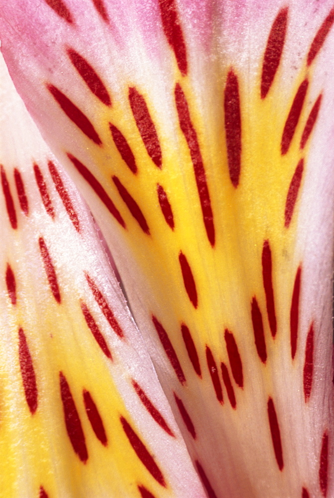 Abstract patterns and designs of the flower petals of a pink alstromeria