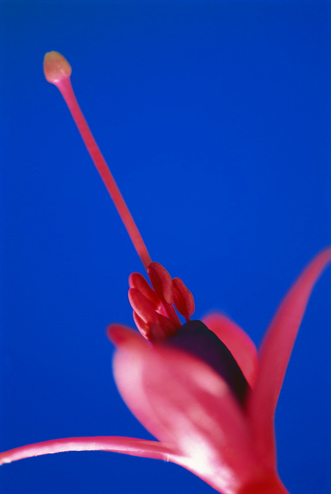 Close-up of Fuschia