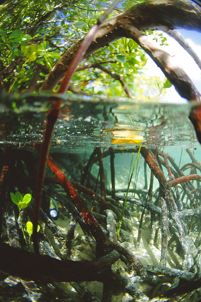 Mangrove roots, Seychelles, Indian Ocean