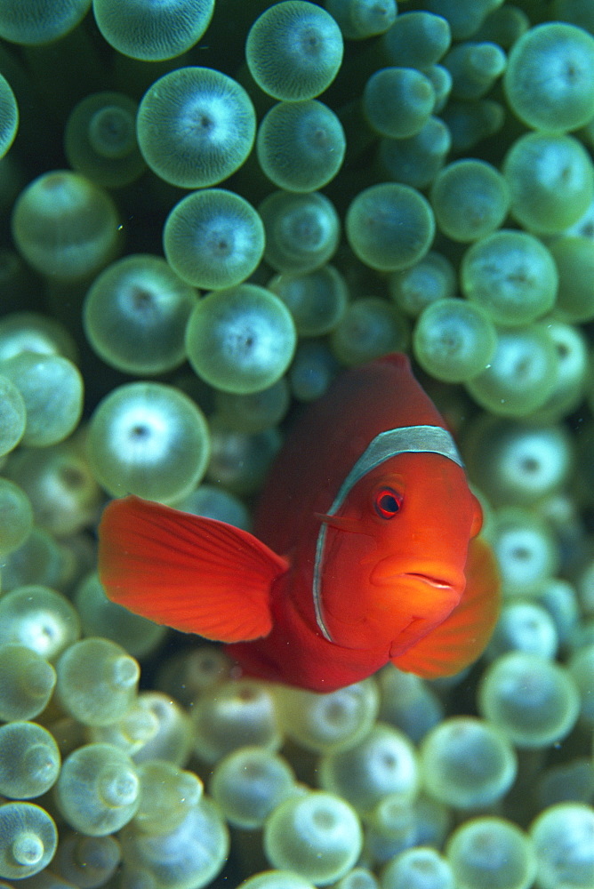 Clownfish (Amphiprion) are symbiotic with anemones, Gizo, Solomon Islands, Pacific