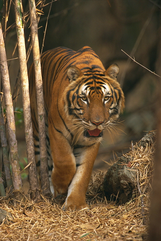 Indo Chinese tiger walking in Khao Pardap Chan bamboo groves, Thailand, Southeast Asia, Asia