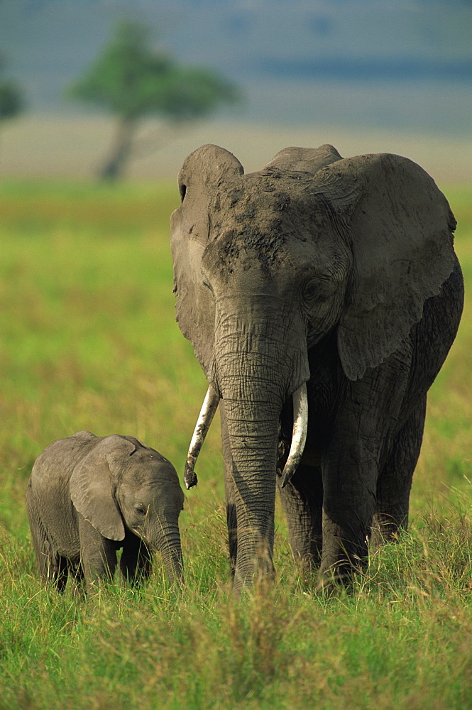 Female and calf, African elephant, Masai Mara National Reserve, Kenya, East Africa, Africa