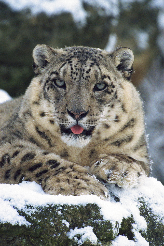 Rare and endangered snow leopard (Panthera uncia), Port Lympne Zoo, Kent, England, United Kingdom, Europe