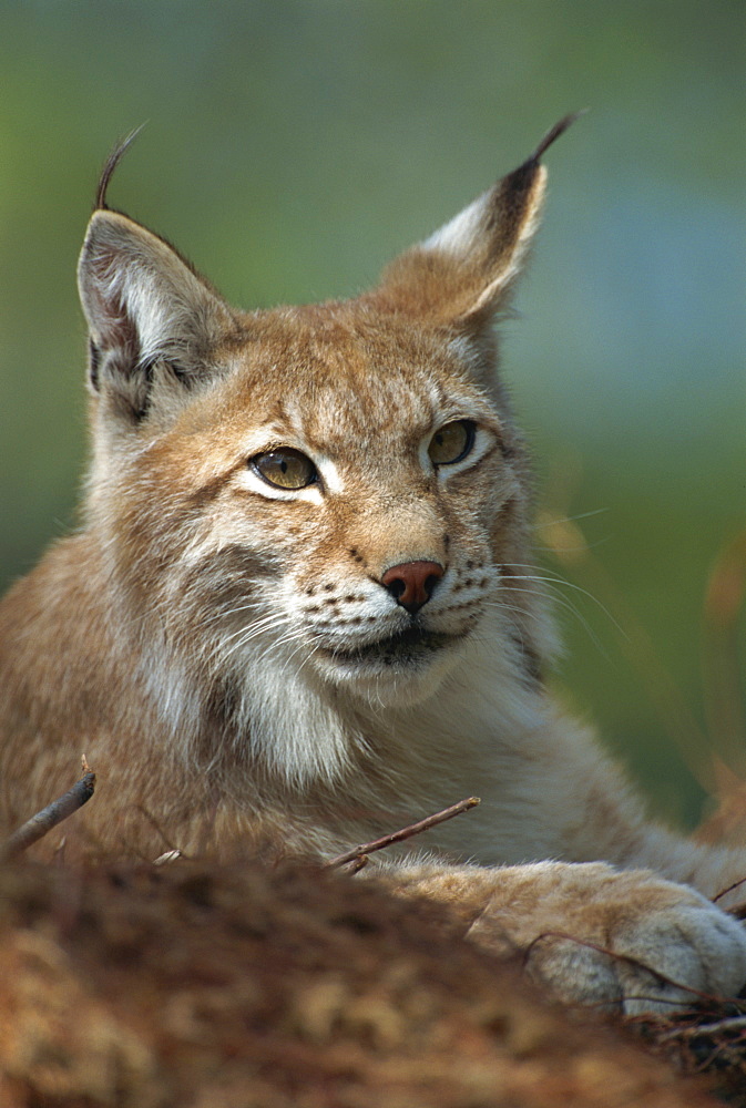 European lynx, Ranua Wildlife Park, Finland, Scandinavia, Europe