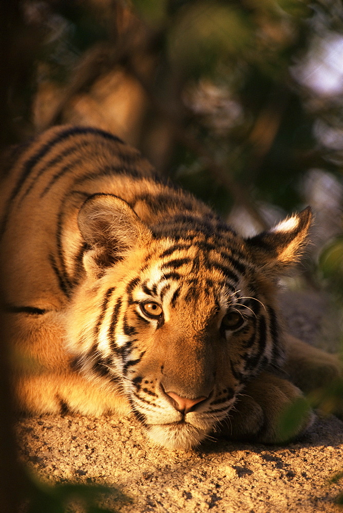 Indo Chinese tiger cub, Panthera tigris corbetti, Tiger sanctualy for confiscated animals, Khao Hin Son, Thailand, Southeast Asia, Asia