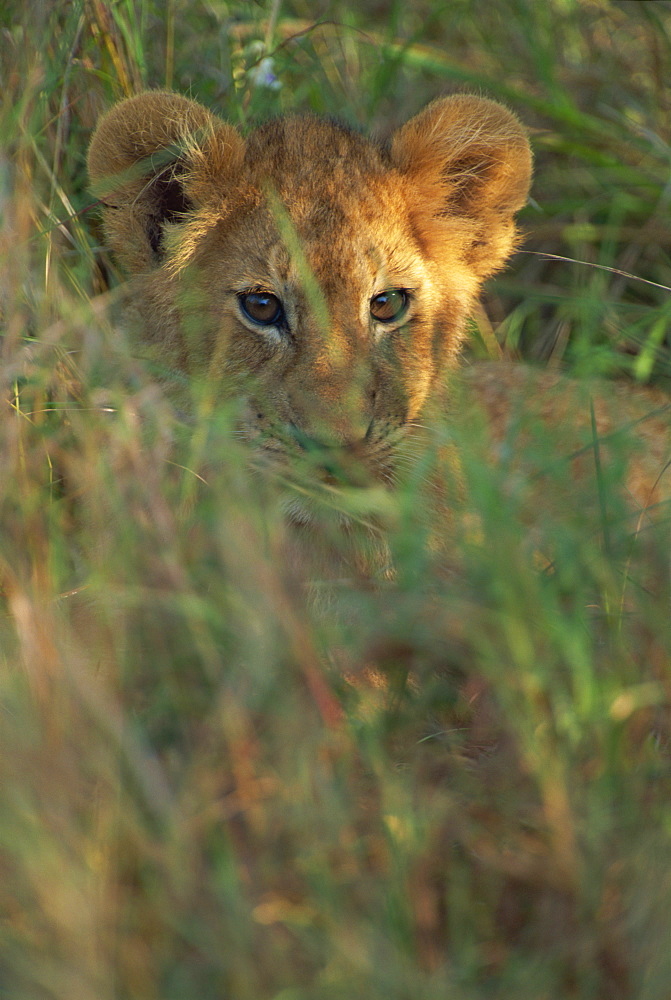 Lion cub (Panthera leo) in grass, Masai Mara, Kenya, East Africa, Africa