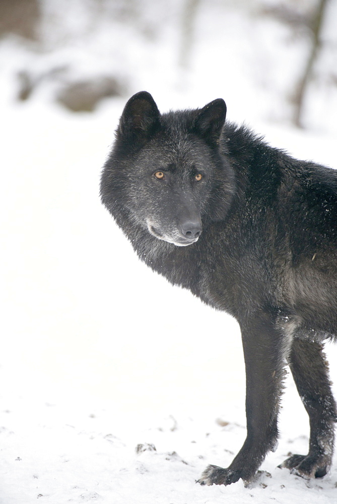 Black melanistic variant of North American timber wolf (Canis Lupus) in snow, Austria, Europe