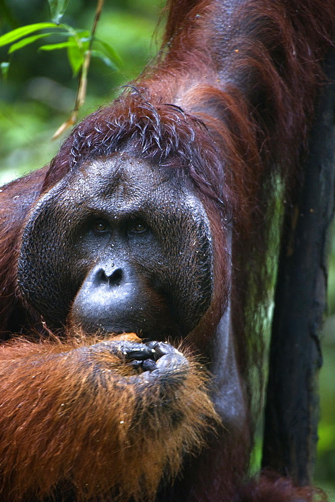 Mature male orangutan at Semenggoh Orangutan Rehabilitation Centre, 740 hectares of primary forest near Kuching in Sarawak, Borneo, Malaysia, Southeast Asia, Asia