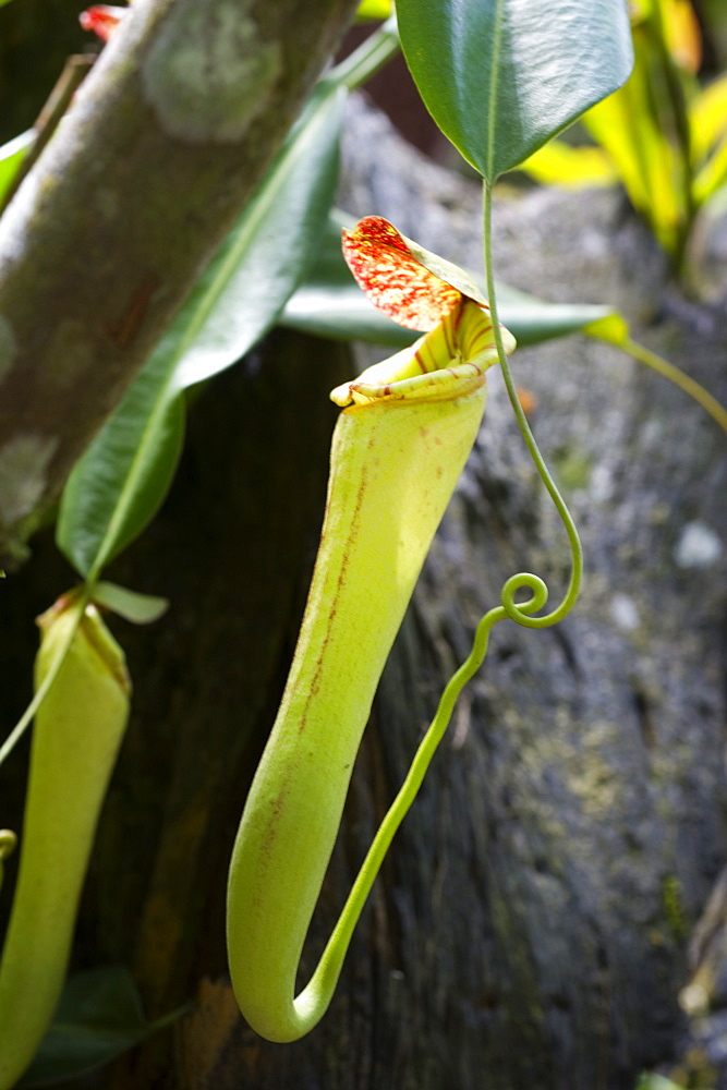 Upper pitcher of the carnivorous pitcher plant (Nepenthes faizaliana) endemic to Sarawak, Borneo, Malaysia, Southeast Asia, Asia