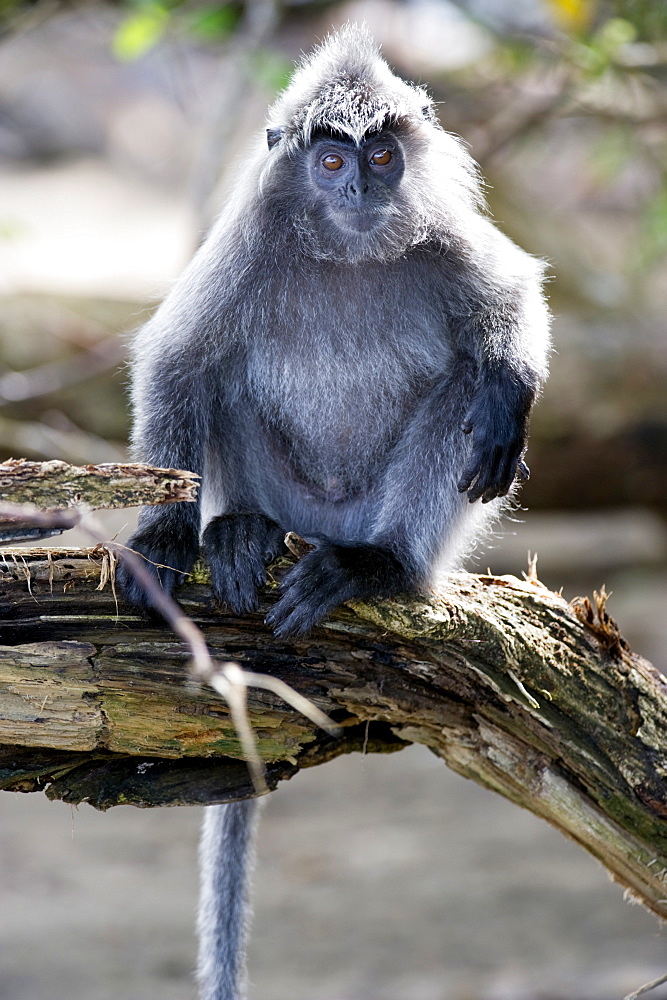 Silvered leaf monkey (Trachypithecus cristatus cristatus), Bako National Park, Sarawak, Borneo, Malaysia, Southeast Asia, Asia 