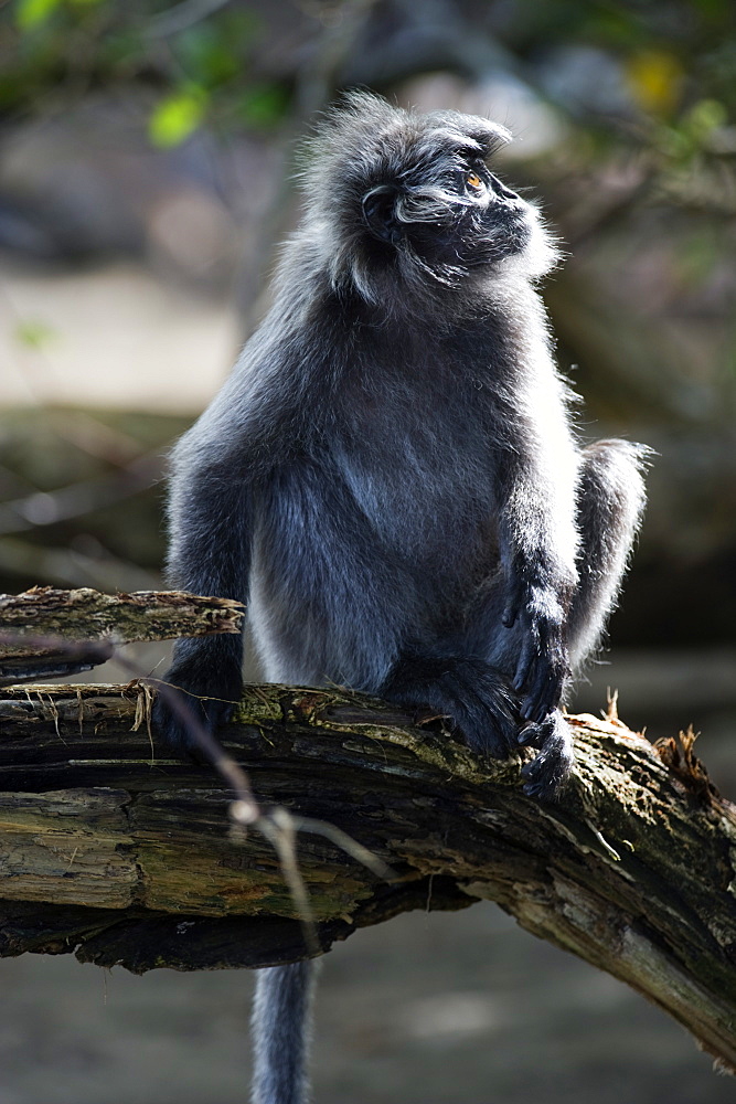 Silvered leaf monkey (Trachypithecus cristatus cristatus), Bako National Park, Sarawak, Borneo, Malaysia, Southeast Asia, Asia