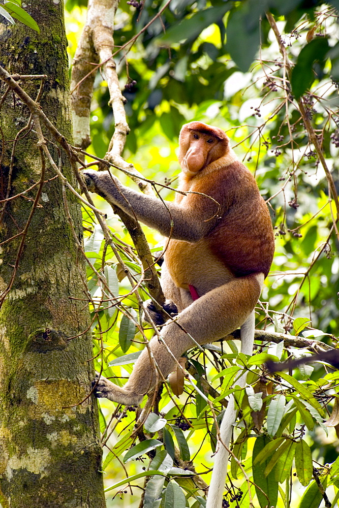 Male proboscis monkey (Narsalis larvatus) is only found on Borneo, Bako National Park, Sarawak, Borneo, Malaysia, Southeast Asia, Asia