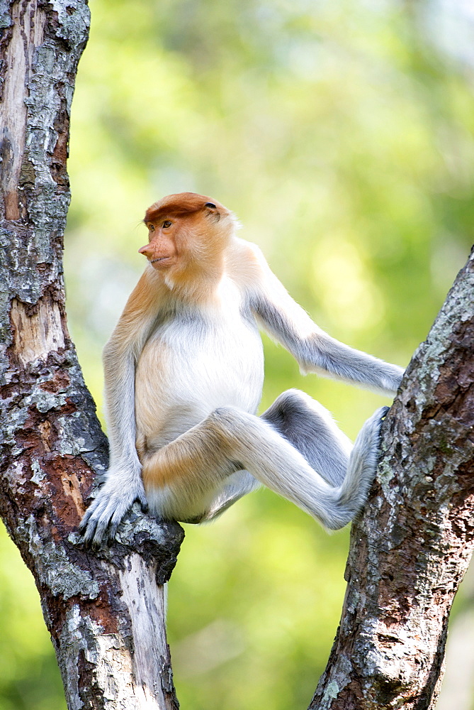 Juvenile male proboscis monkey (Nasalis larvatus), Labuk Bay Proboscis Monkey Sanctuary, Sabah, Borneo, Malaysia, Southeast Asia, Asia