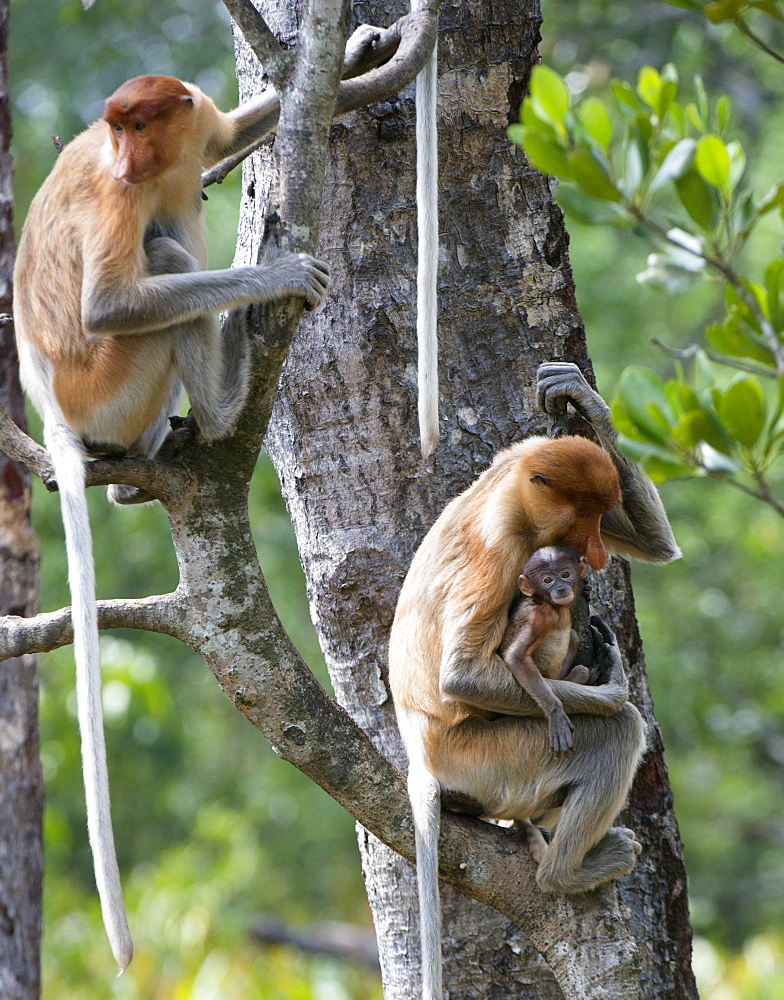 Adult female proboscis monkey (Nasalis larvatus) with new born baby with a distinctive blue tinged face, Labuk Bay Proboscis Monkey Sanctuary, Sabah, Borneo, Malaysia, Southeast Asia, Asia