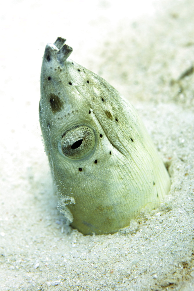 Burrowing snake eel (Pisodonophis cancrivoris) in the sand, Celebes Sea, Sabah, Malaysia, Southeast Asia, Asia