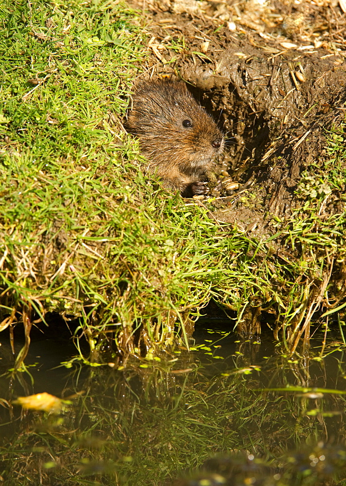 Water vole (Arvicola terrestris) at burrow entrance, surrounded by a closely cropped lawn, eaten by the herbivorous rodents, United Kingdom, Europe