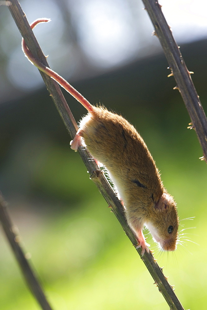 Harvest mouse (Micromys minutus) the smallest British rodent by weight, with prehensile tails to help them climb, United Kingdom, Europe