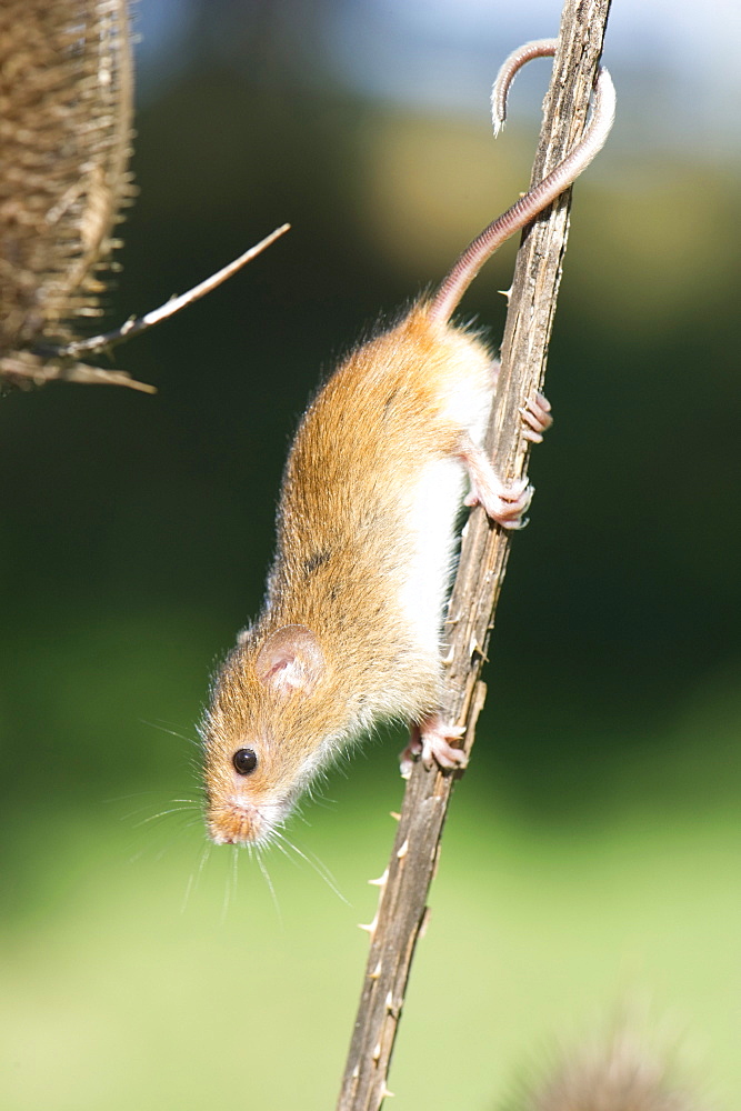 Harvest mouse (Micromys minutus) the smallest British rodent by weight, with prehensile tails to help them climb, United Kingdom, Europe