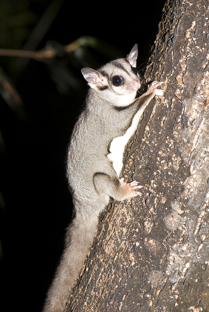 Sugar glider (Petaurus breviceps), has a potagium or thin membrane from wrist to ankle allowing it to glide for short distances, Queensland, Australia, Pacific