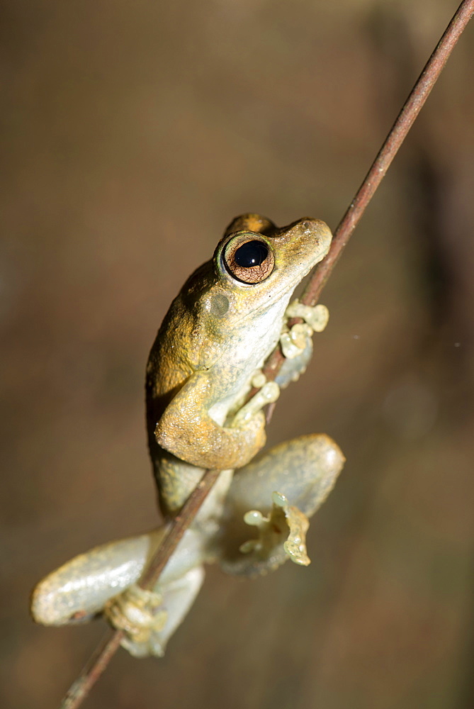 Northern laughing tree frog (Roth's tree frog) (Litoria rothii), Wet Tropics rainforest frog. Queensland, Australia, Pacific