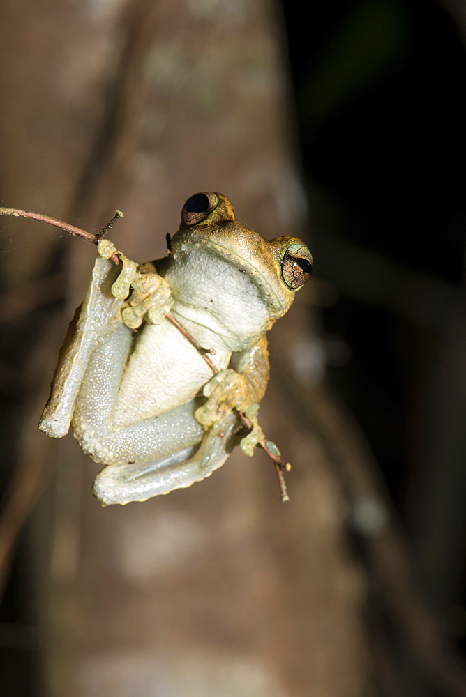 Northern laughing tree frog (Roth's tree frog) (Litoria rothii), Wet Tropics rainforest frog. Queensland, Australia, Pacific