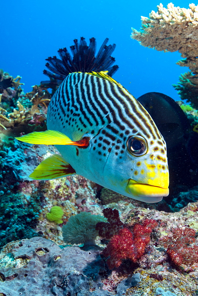 Striped sweetlips (diagonal banded sweetlips) (Plectorhinchus lineatus), North Ribbon Reef, Great Barrier Reef, UNESCO World Heritage Site, Queensland, Australia, Pacific