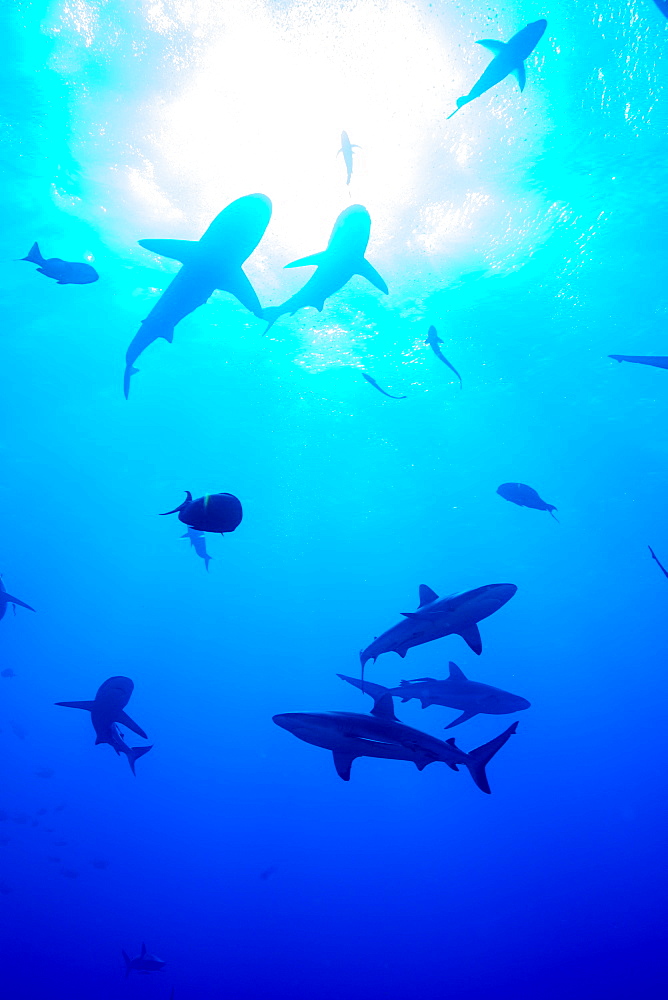 Whitetip reef shark (Triaenodon obesus), a requiem shark in the genus Carcharinidae, Queensland, Australia, Pacific