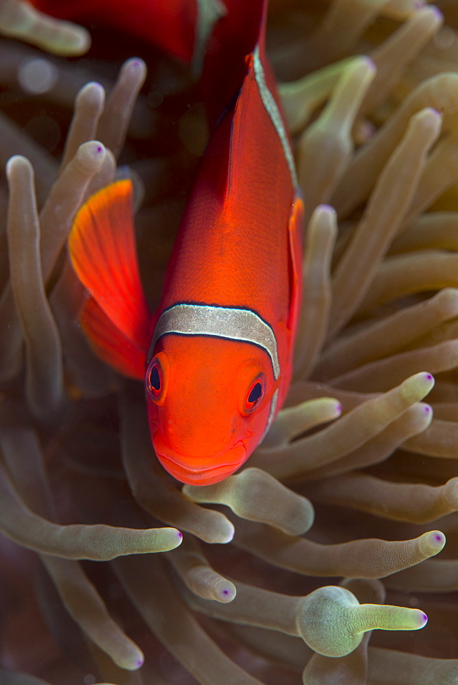 Spine-cheek Anemonefish (Premnas biaculeatus), Queensland, Australia, Pacific