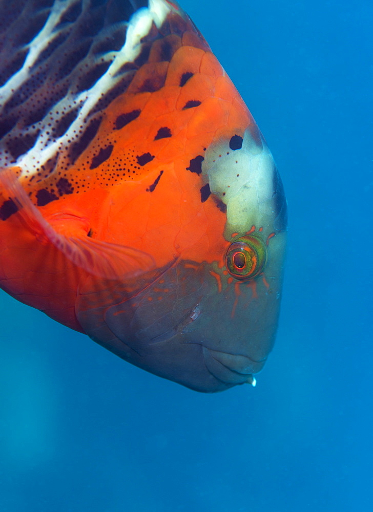 Red-banded Wrasse (Cheilinus fasciatus), Cairns, Queensland, Australia, Pacific