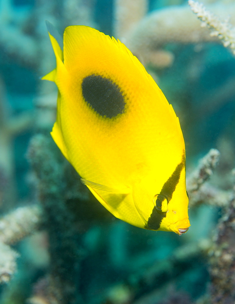 Ovalspot butterflyfish (Chaetodon speculum), Cairns, Queensland, Australia, Pacific