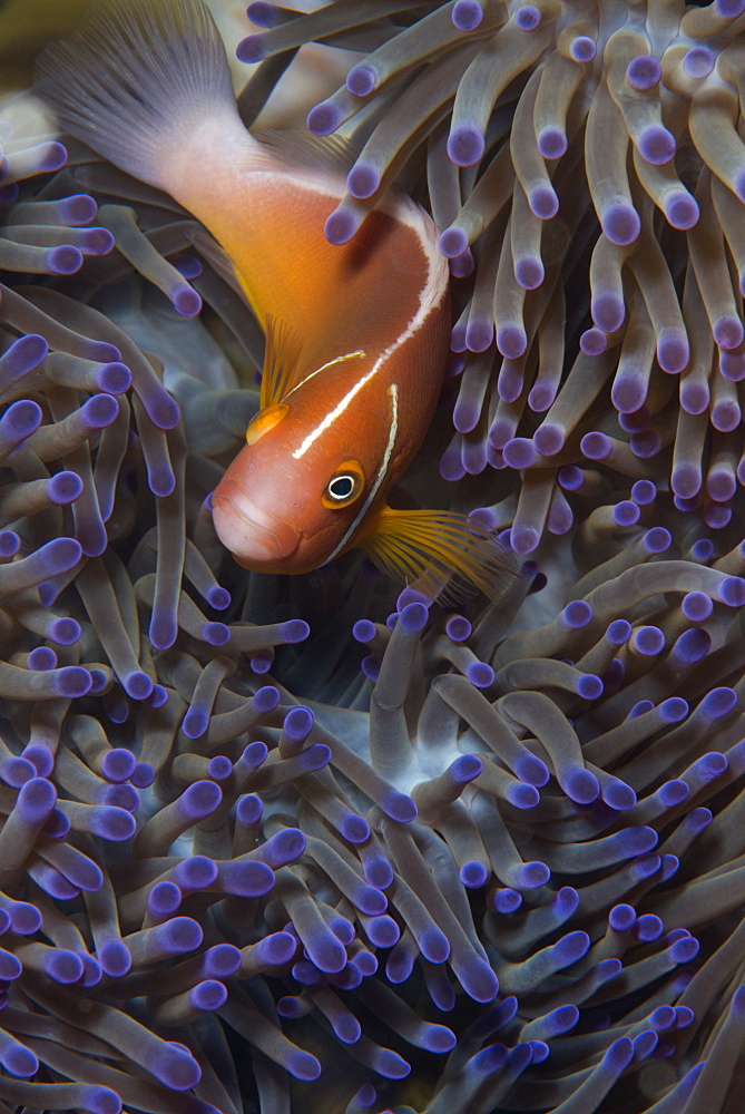 Pink anenomefish (Amphoprion perideraion) dominant female, lives in symbiotic association with its host anemone, Matangi Island, Vanua Levu, Fiji, Pacific