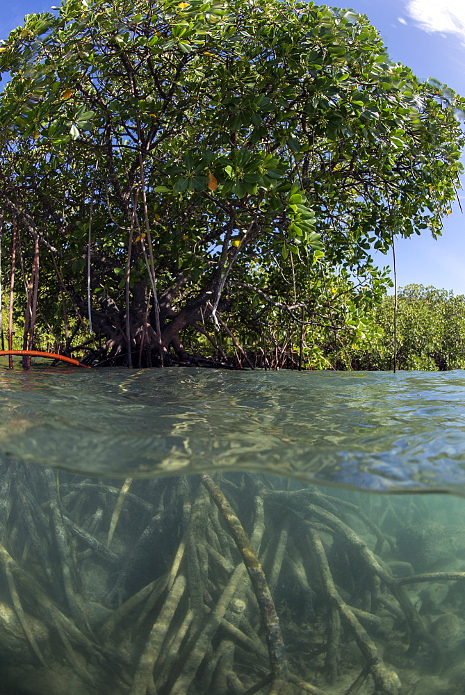 Rhizophora sp. mangrove above and below split shots from Sau Bay, Vanua Levu, Fiji, South Pacific, Pacific