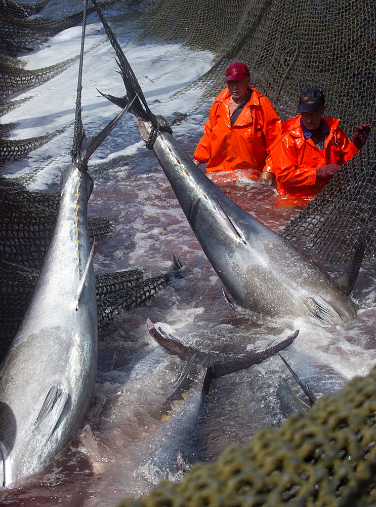 Atlantic Bluefin tuna being caught in Almadraba maze net system where fish are lifted via ropes on their tail fins and placed on ice, Andalucia, Spain, Europe