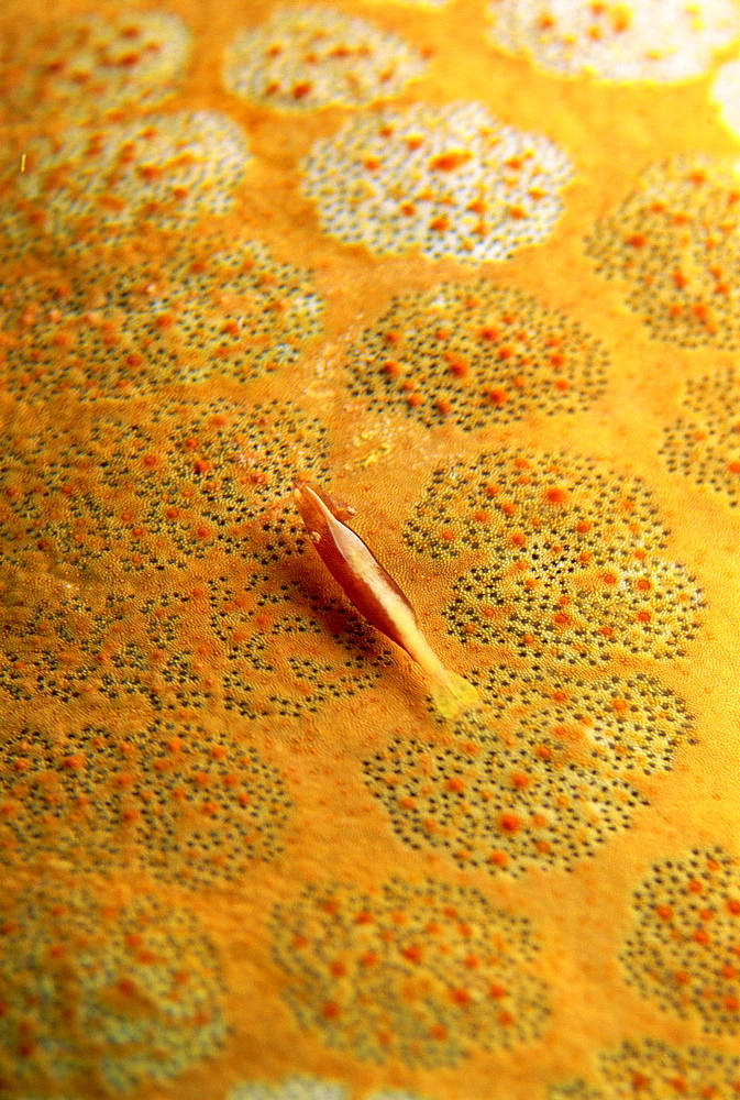 Shrimp camouflaged for life on the surface of a cushion star, Sabah, Borneo, Malaysia, Southeast Asia, Asia