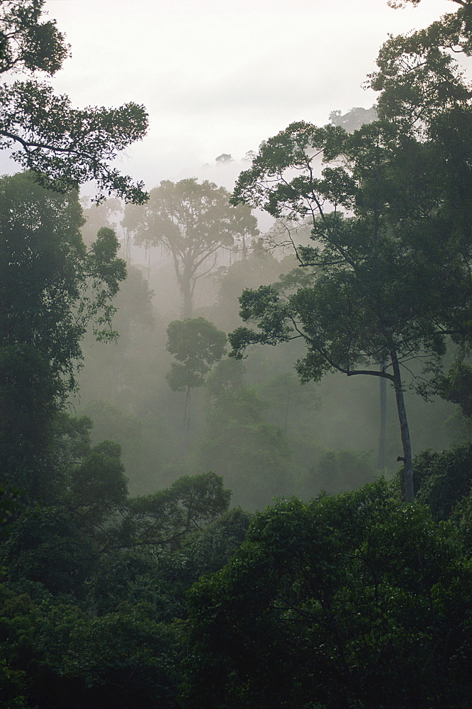 Dawn mist in the virgin dipterocarp rainforest, Danum Valley, Sabah, Malaysia, Borneo, Southeast Asia, Asia