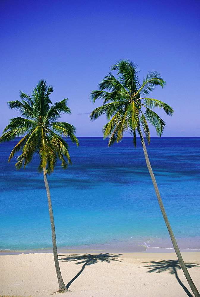 Palm trees on deserted beach, Antigua, Caribbean, West Indies, Central America