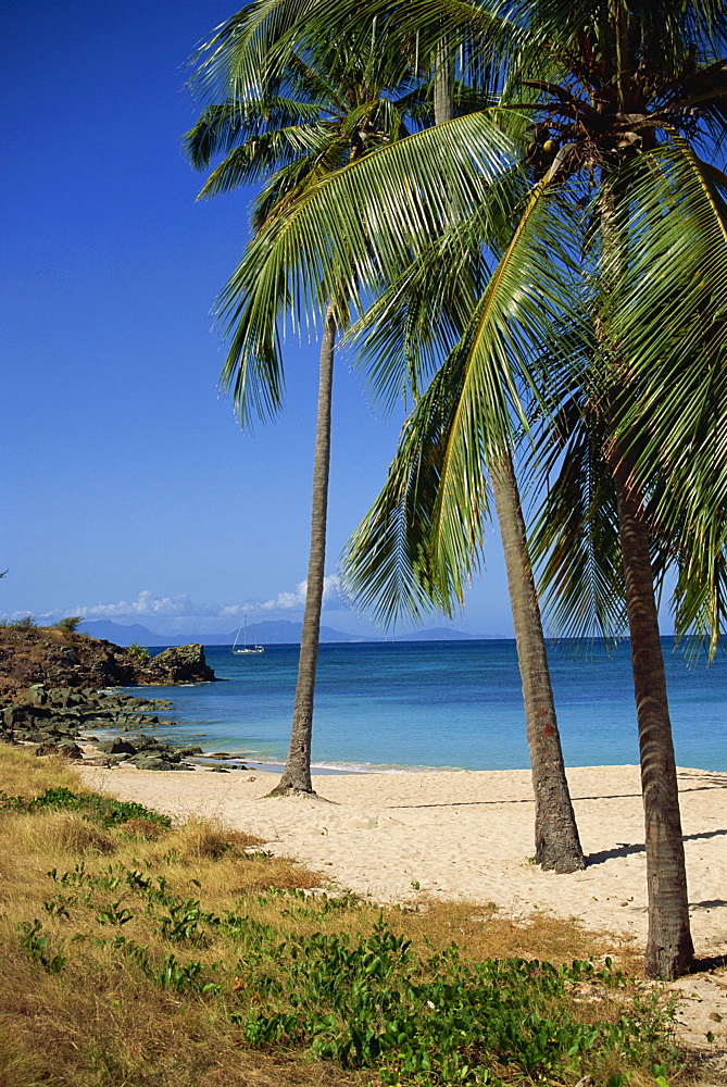 Palm trees, Blue Heron Beach, Antigua, Leeward Islands, West Indies, Caribbean, Central America