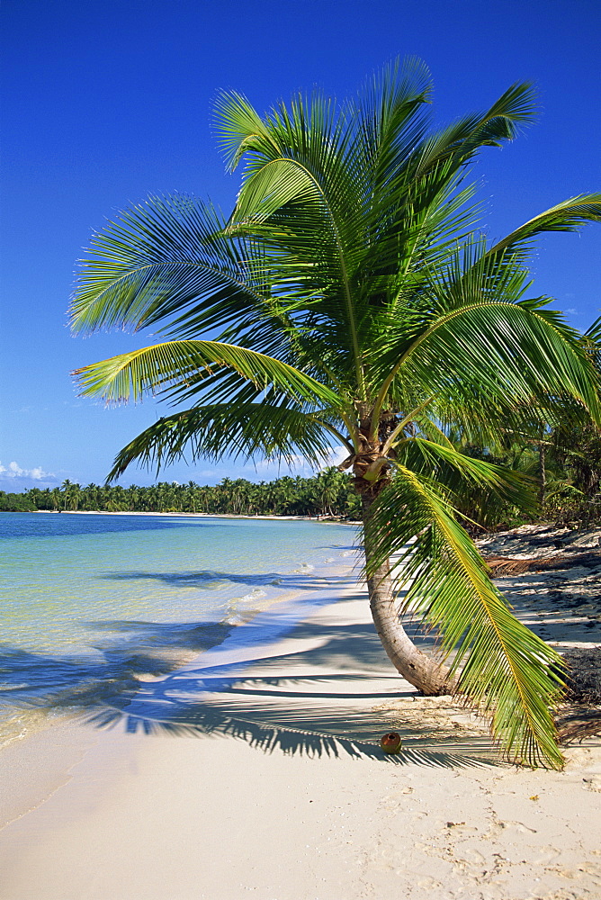 Palm tree on tropical Bavaro Beach, Dominican Republic, West Indies, Caribbean, Central America