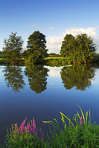 River Exe near Brampford Speke, Devon, England, United Kingdom, Europe