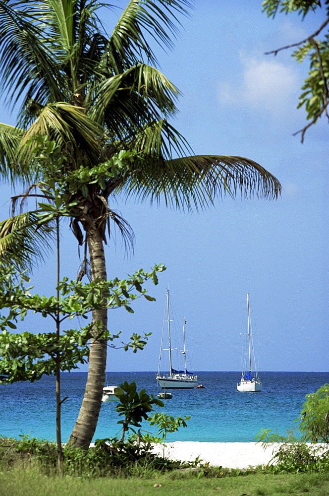 Yachts and palms, Barbados, West Indies, Caribbean, Central America