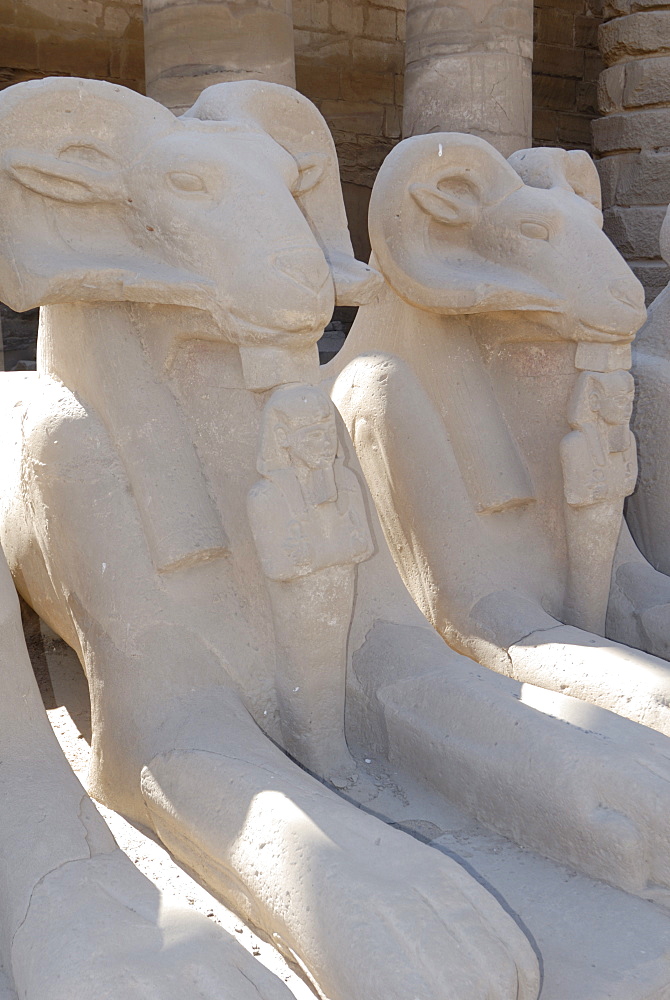 Ram headed sphinxes, Temple of Karnak, near Luxor, Thebes, UNESCO World Heritage Site, Egypt, North Africa, Africa