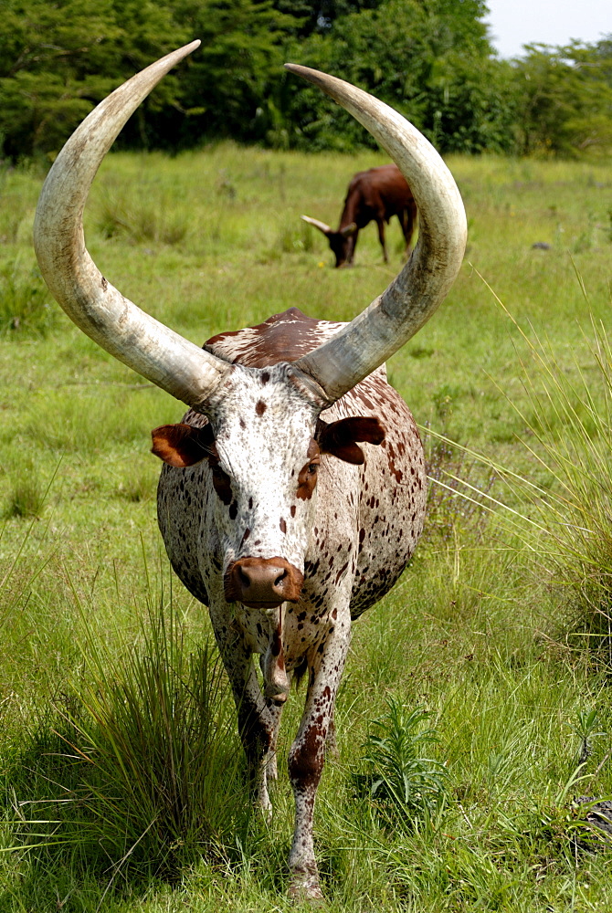 Ankole cows, Uganda, East Africa, Africa